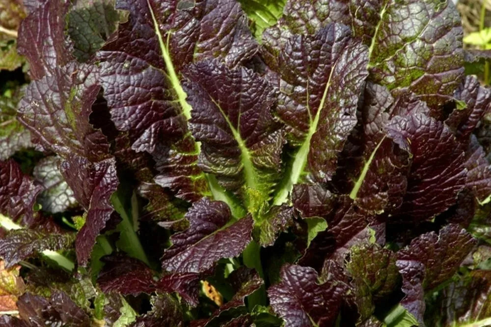 Giant Red Mustard Seeds 500+ Non-GMO Brassica juncea Vegetable Garden Greens USA