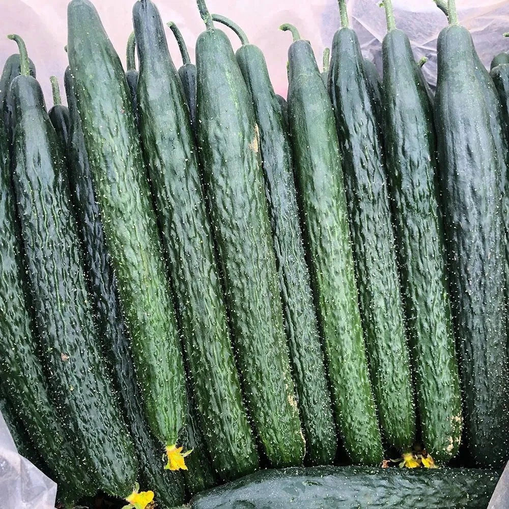 Tianjin Tender Spiky Cucumber Seeds – Long Burpless Hybrid Cucumis sativus for Home Gardens & Containers