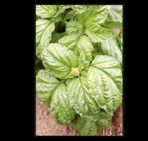 Basil Seeds Grandi Foglie Valentino Gourmet Aroma - 4,000 Seeds for Microgreens, Culinary Use, Non-GMO, Easy to Grow