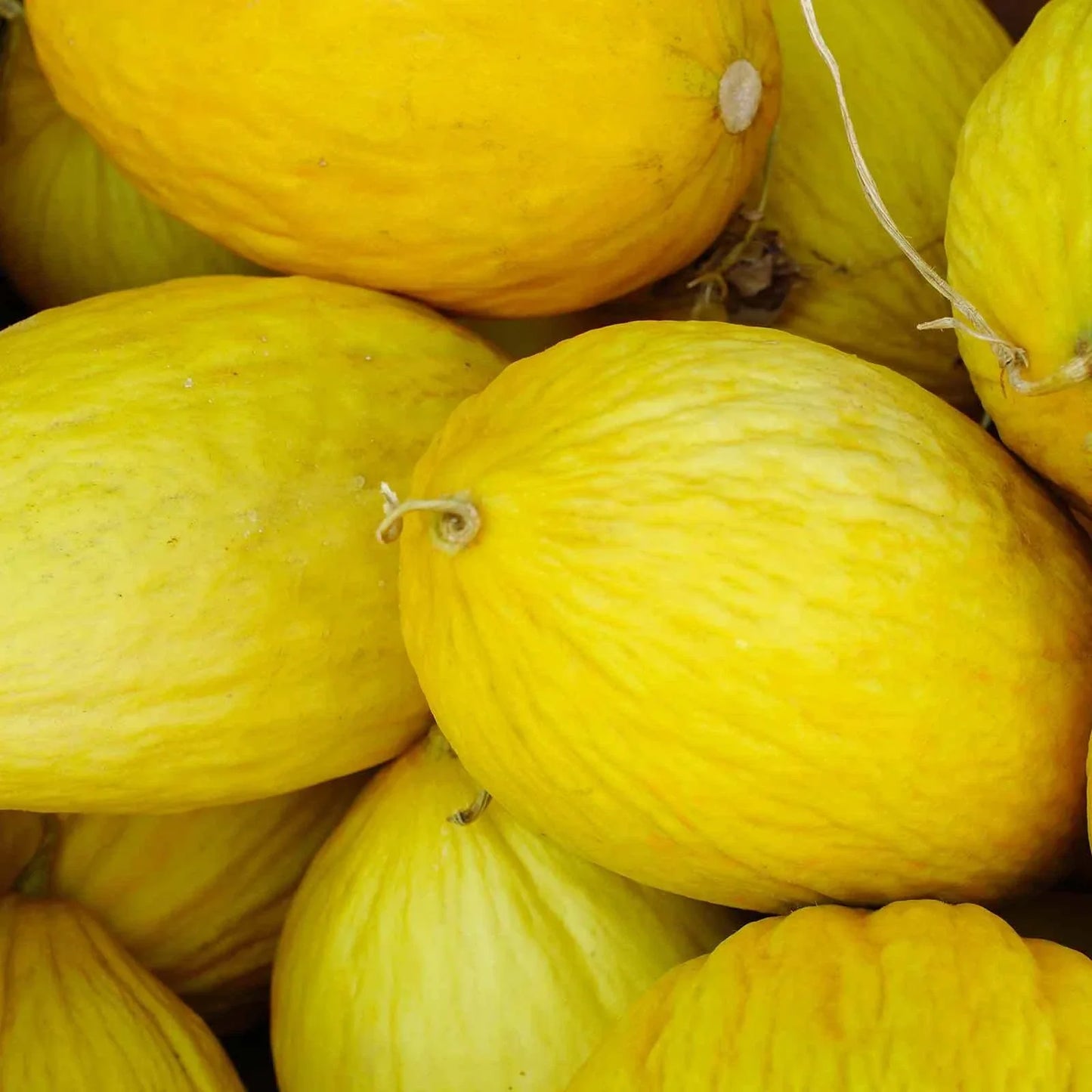 Crenshaw Melon Seeds Heirloom NON-GMO Cucumis melo Variety Sizes