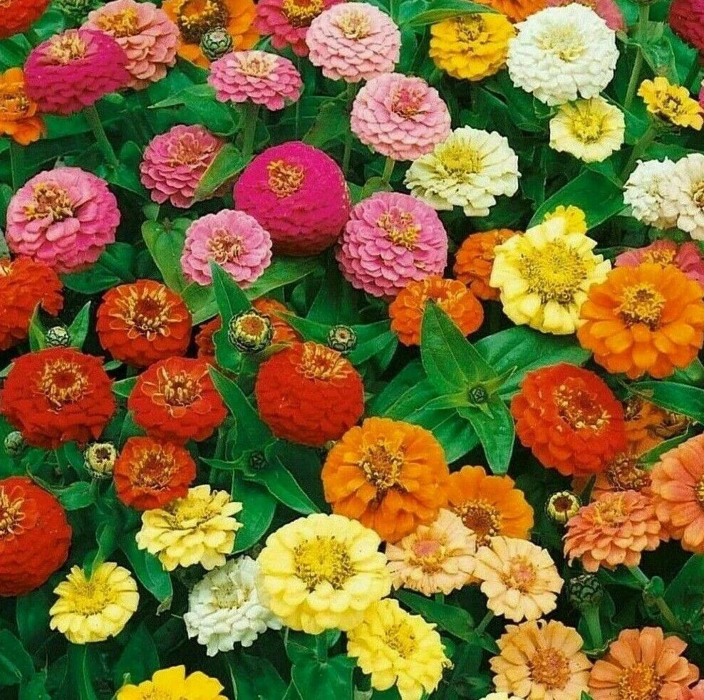 Thumbelina Zinnia Flower Seeds - 100+ Pack - Compact Colorful Annuals for Bees & Birds