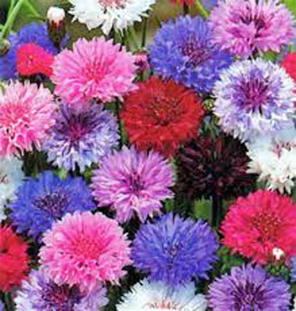 Dwarf Polka Dot Mix Bachelor Button Seeds - Bright Colorful Flowers - Centaurea cyanus - 50 Seeds
