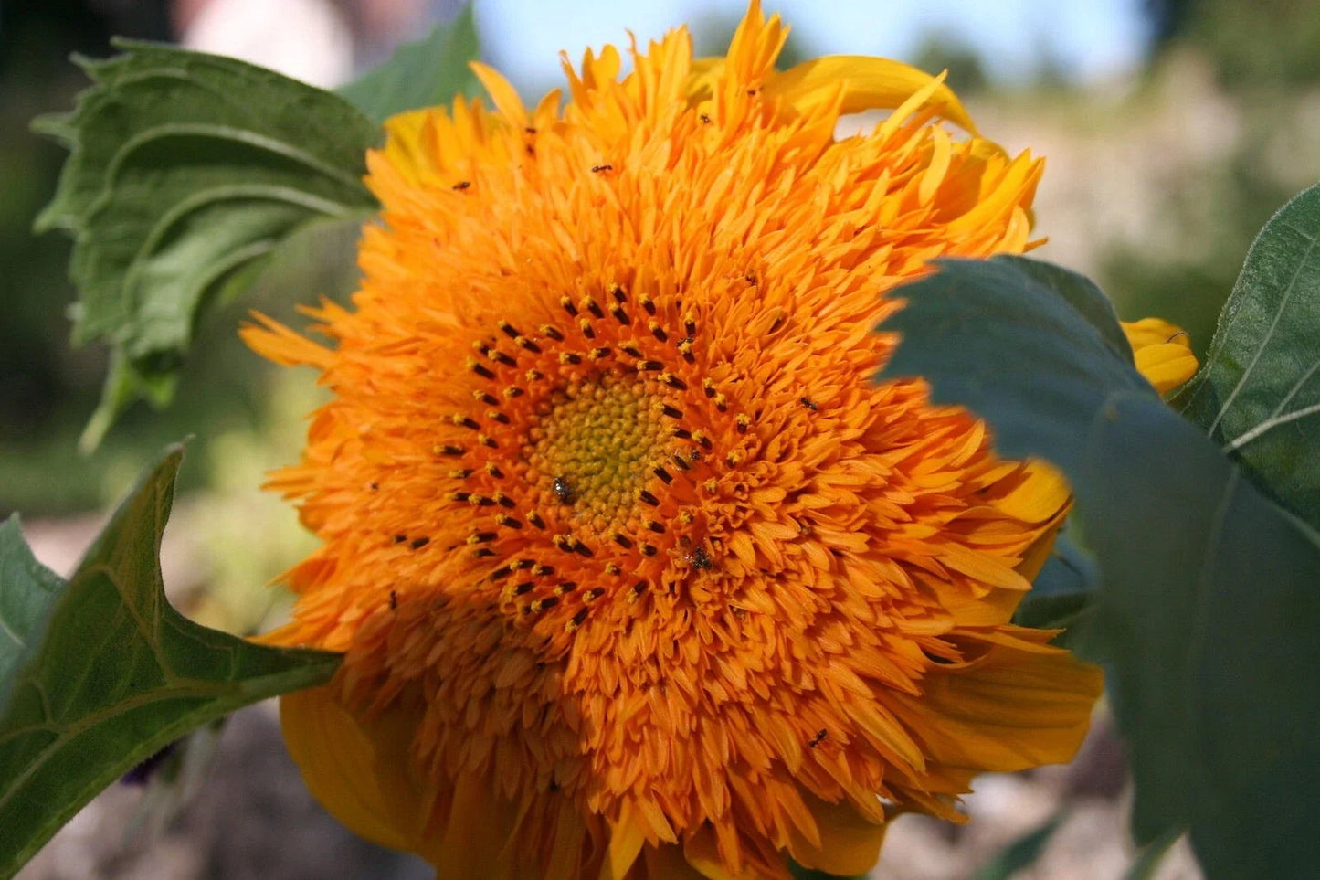 Double Quick Orange Sunflower Seeds Pack – Helianthus annuus, Bright Orange Blooms, Fast-Growing, Pollinator-Friendly, 50 Seeds