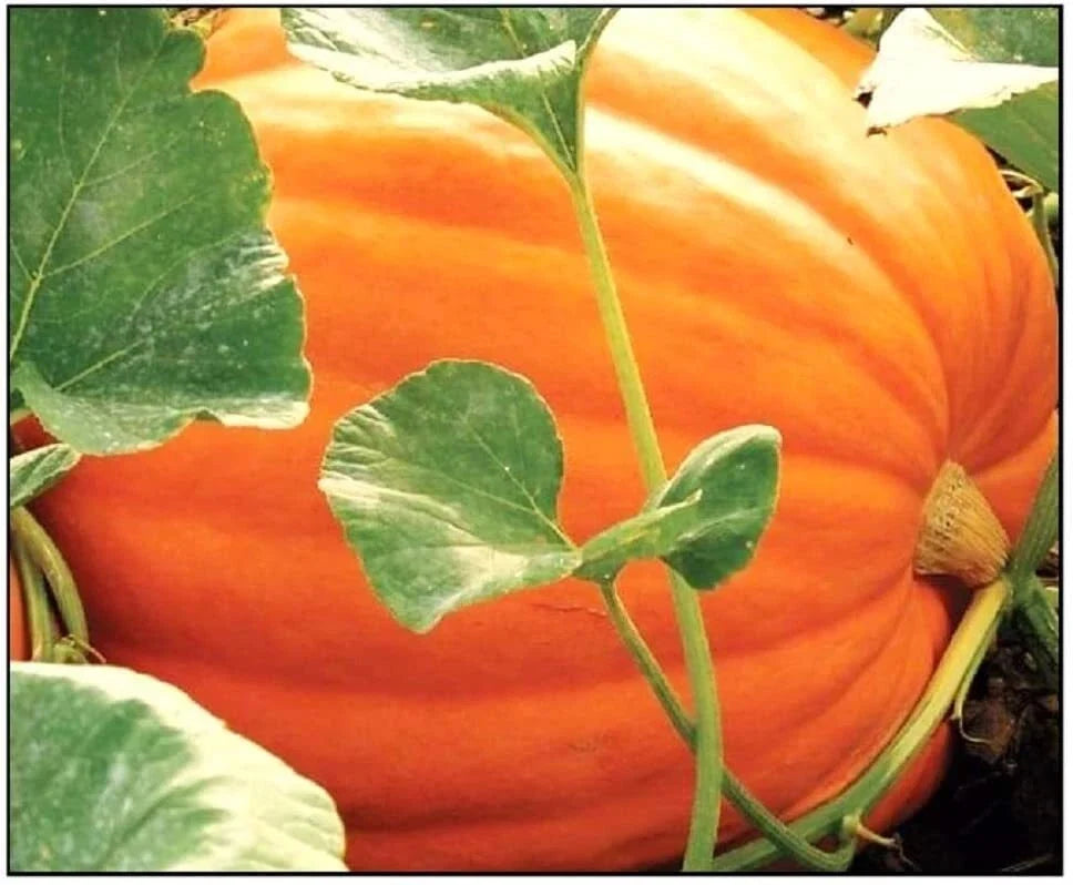 Big Max Pumpkin Seeds for Planting - Non-GMO Giant Jack-O-Lantern Cucurbita maxima, 25 Seeds