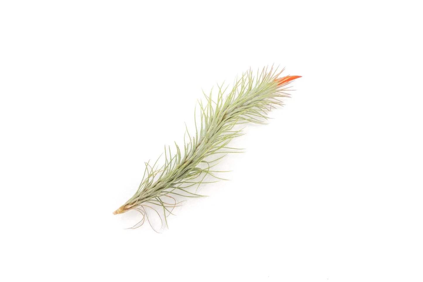 Pack of 5 Live Air Plants Tillandsia Funckiana - Easy Care Indoor Outdoor Epiphytic Green Foliage