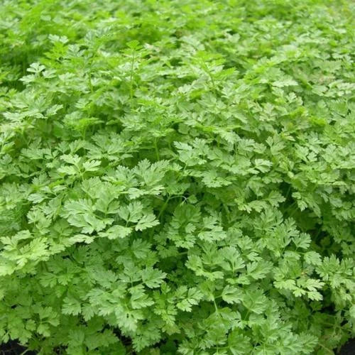Chervil Seeds 300 Count - French Parsley Herb Anthriscus cerefolium - GroCo USA