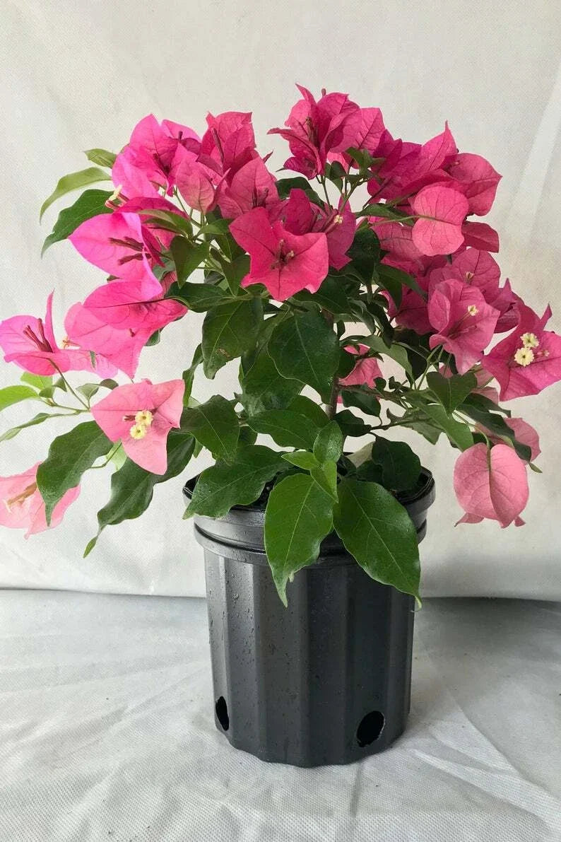 Bougainvillea Starter Plant - Rijnstar Pink Live Plug - Well Rooted Perennial Shrub for Garden, Patio, or Hanging Baskets