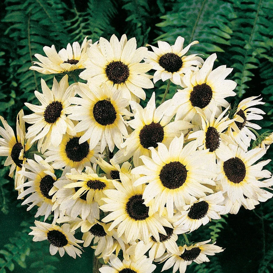 Sunflower Seeds - 100 Non-GMO Italian White Helianthus annuus for Pollinators & Cut Flowers