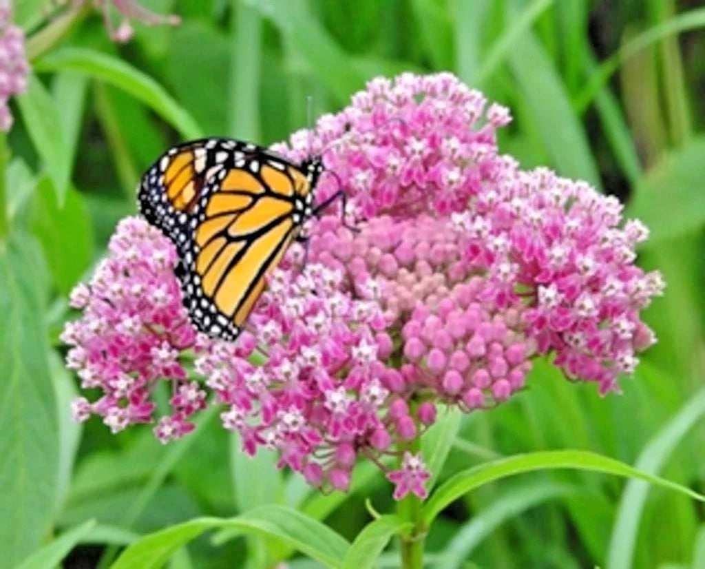 Swamp Rose Milkweed Seeds - 51+ Native Wildflower for Patio & Garden - Asclepias incarnata