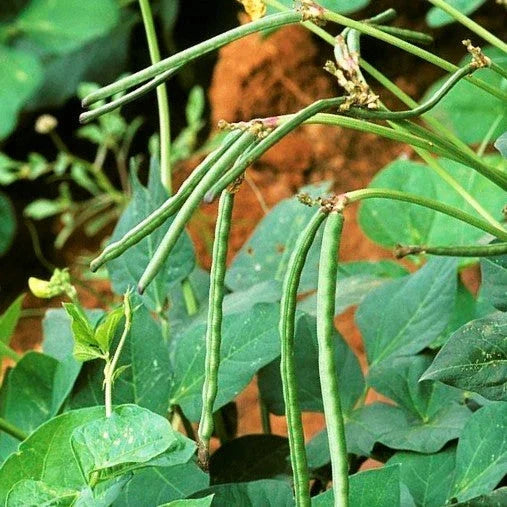Texas Cream 40 Pea Seeds - Non-GMO Crowder Peas Vigna unguiculata, Bush Type, 100 Seeds for Southern Gardens