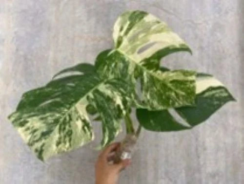 Live Plant Cutting - 2 Rooted White Variegated Monstera Deliciosa Borsigiana Albo - Indoor Houseplant, Rare Variegation