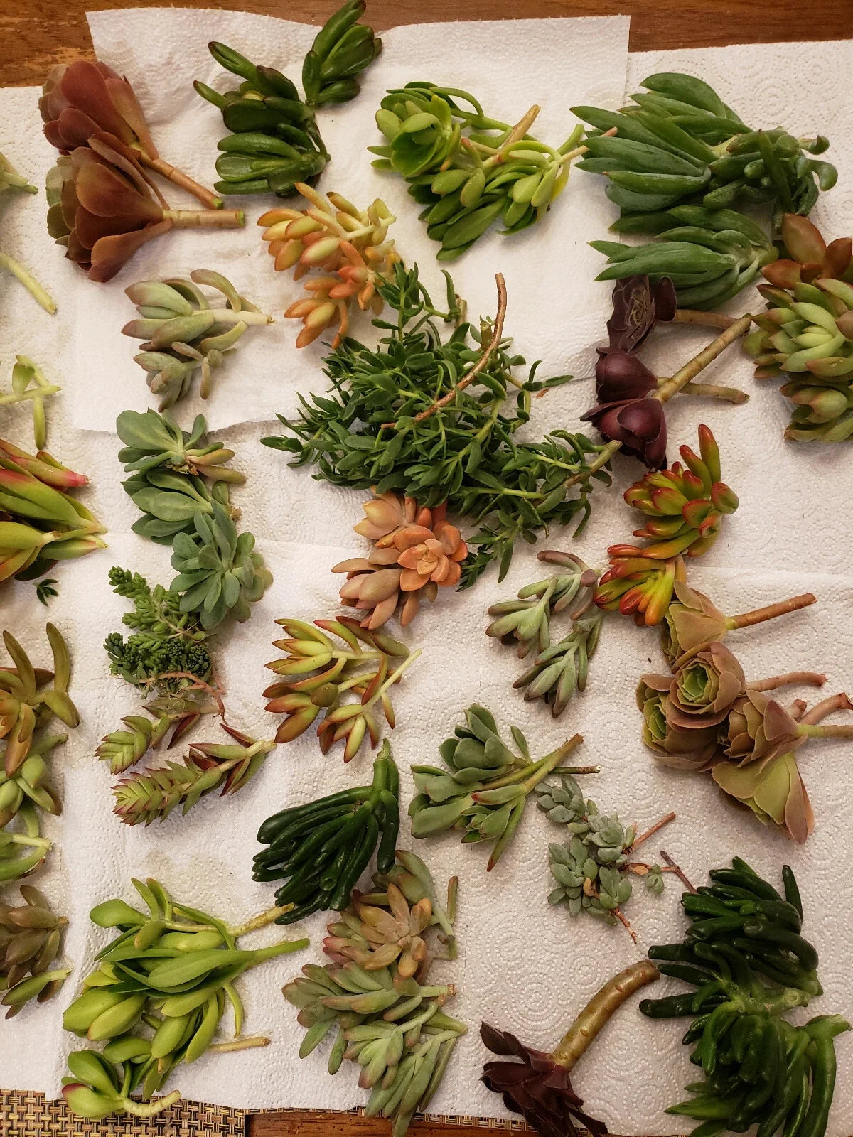 X-Large Succulent Cuttings Set - 60 Pieces, 45 Varieties, Rare Succulents, Indoor & Outdoor Gardening, Propagation, Echeveria, Sedum