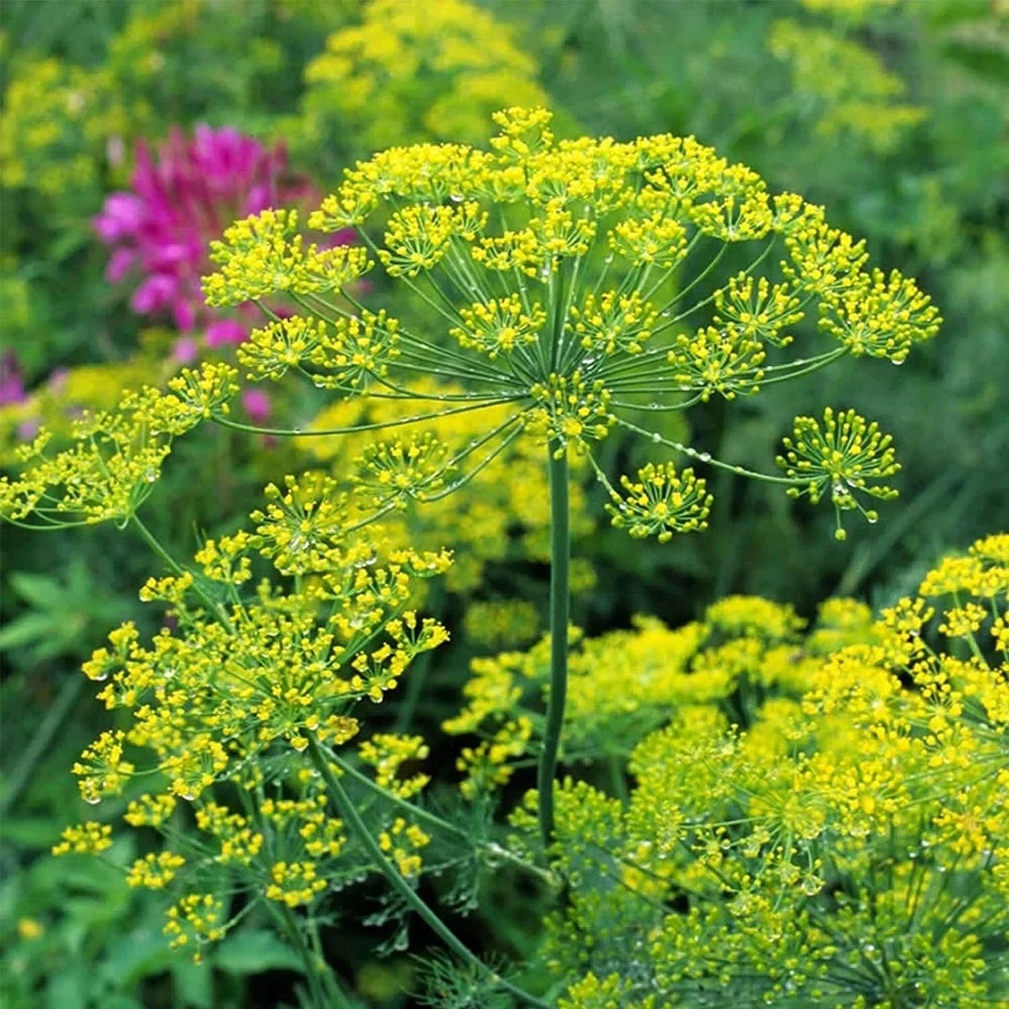 Bouquet Dill Seeds - 150+ Anethum graveolens - Culinary Herb for Gardens & Pots