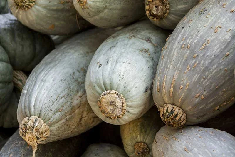 Guatemalan Blue Squash Seeds - 25+ Pack, Cucurbita maxima, Heirloom, Non-GMO, Vining, Blue-Green, Garden Planting, USA Grown