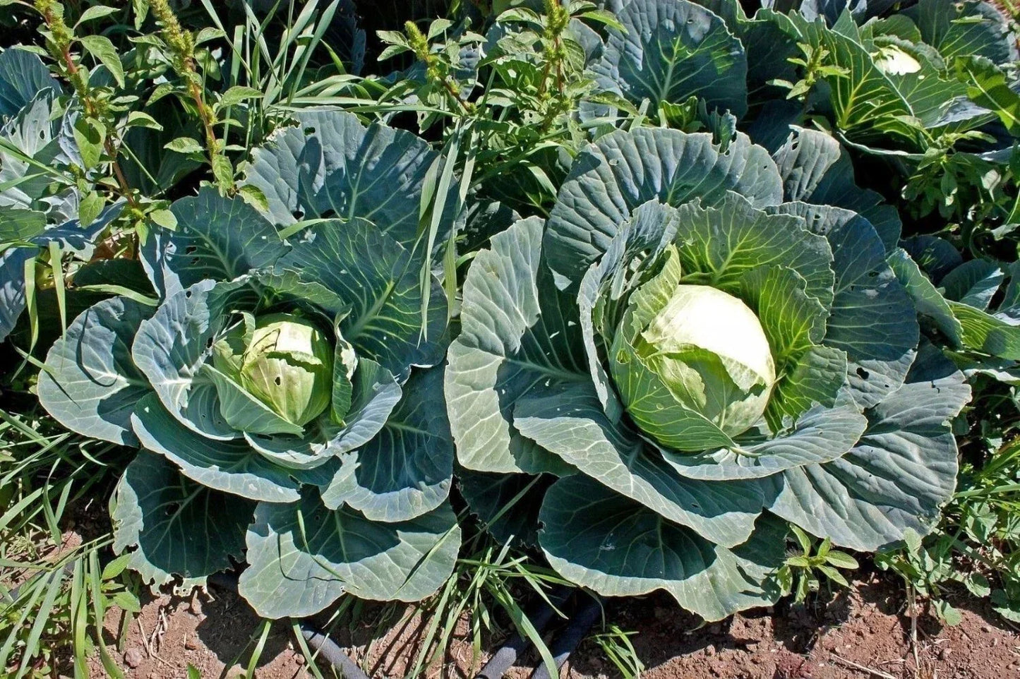 Brunswick Cabbage Seeds - Heirloom Non-GMO Brassica oleracea var. capitata, 400+ Fresh Vegetable Seeds for Home Gardening