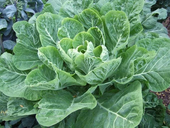 Collard Greens Seeds - Champion Variety - Large Leaves with Mild Flavor - Brassica oleracea - Organic, Non-GMO Seed Packet