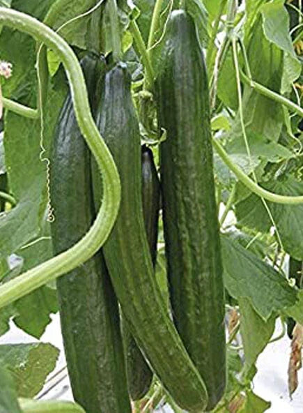 Cucumber Seeds 20+ Pack Sweet Slice Burpless Hybrid Cucumis sativus USA