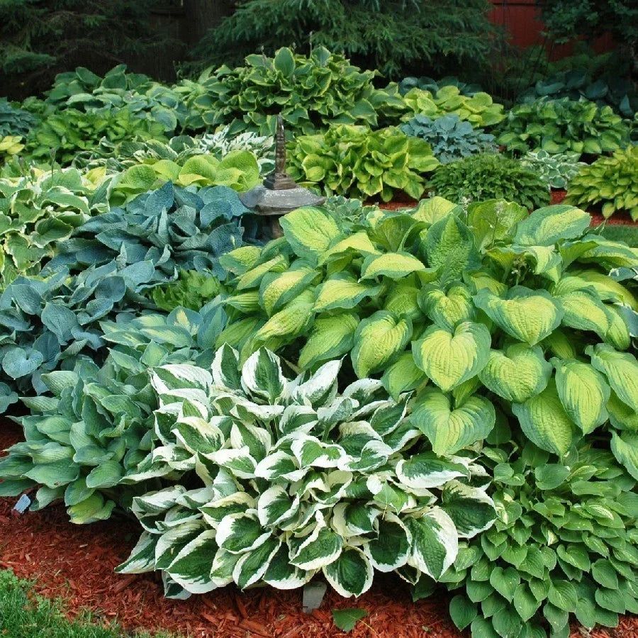 Hosta Plants Bumper Crop Mix - 10 Bare Root Varieties with Colorful Foliage for Shade Gardens