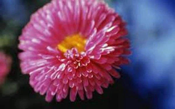 Aster Seeds - Rainbow Variety - Bright Vivid Blooms - Aster spp. - Flower Garden, Cut Flowers, Pollinator Attractant