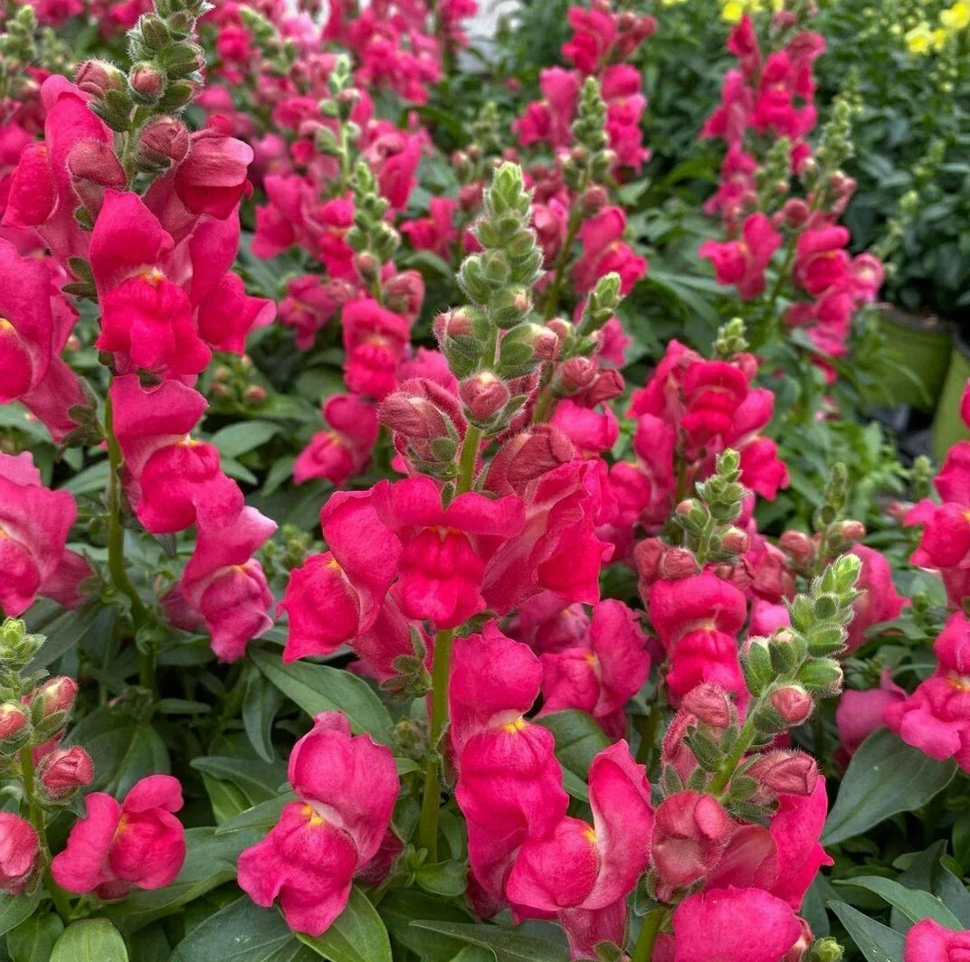 Snapdragon Seeds - Montego Red, 100 Seeds, Antirrhinum majus, Annual Flower for Borders & Containers