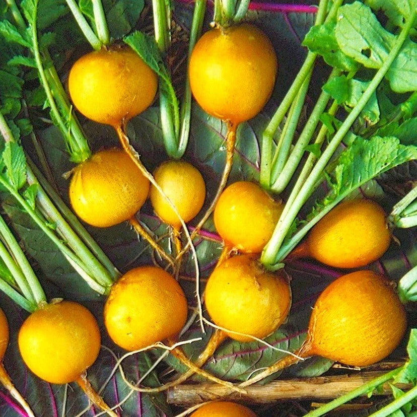 Golden Helios Radish Seeds - Yellow Globe Variety for Spring & Fall Planting, Raphanus sativus, Fast-Growing, Crisp, Edible Roots