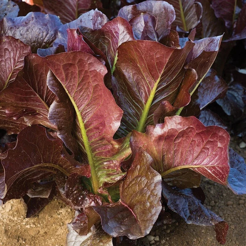 Red Romaine Lettuce Seeds – Heirloom, Non-GMO, Organic, 600+ Lactuca sativa Vegetable Seeds for Home Gardening