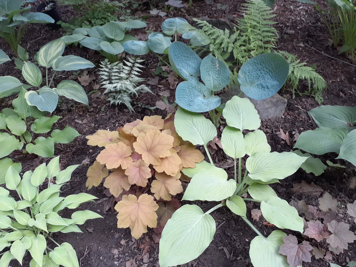 Hosta Seeds Mix - 50+ Perennial Seeds with Varied Colors and Leaf Shapes