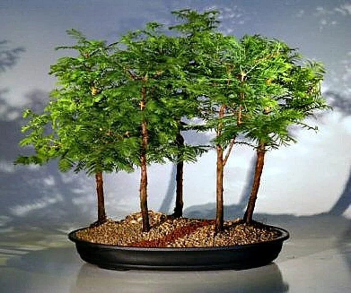 California Dawn Redwood Bonsai Tree Seeds - 30 Seeds, Metasequoia glyptostroboides, Fast-Growing, Living Fossil, Indoor Outdoor, Well-Drained Soil
