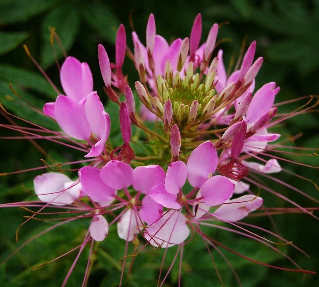 Cleome Seeds 200+ Spider Plant Mix | Annual Wildflower Garden Seeds