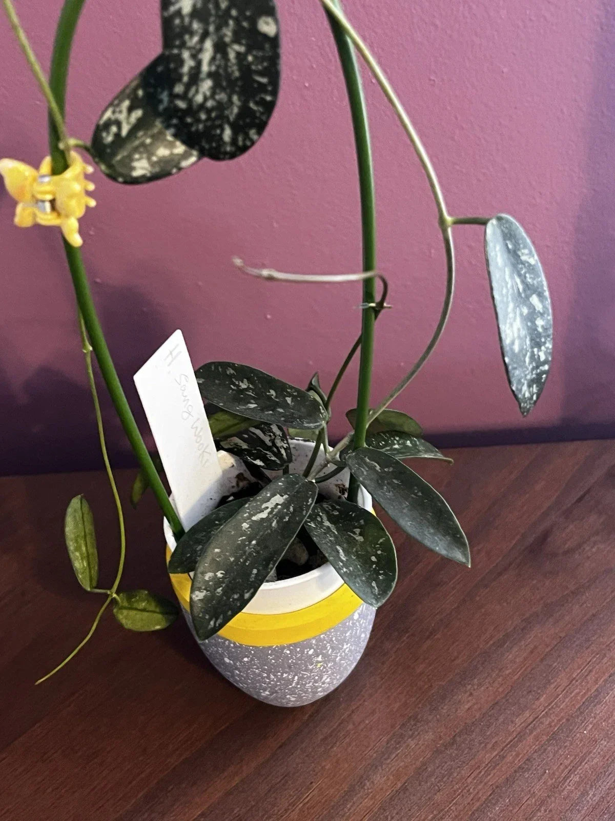 Hoya Sungwookii Cutting - Tropical Trailing Houseplant with Waxy Leaves