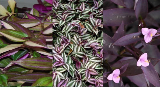 Wandering Jew Plant Cuttings Lot of 3 Purple Tradescantia Varieties