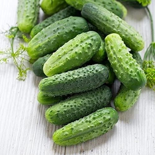 Premium Cucumber Seeds - Wisconsin 58 Heirloom Cucumis sativus, Vining, 20 Pack