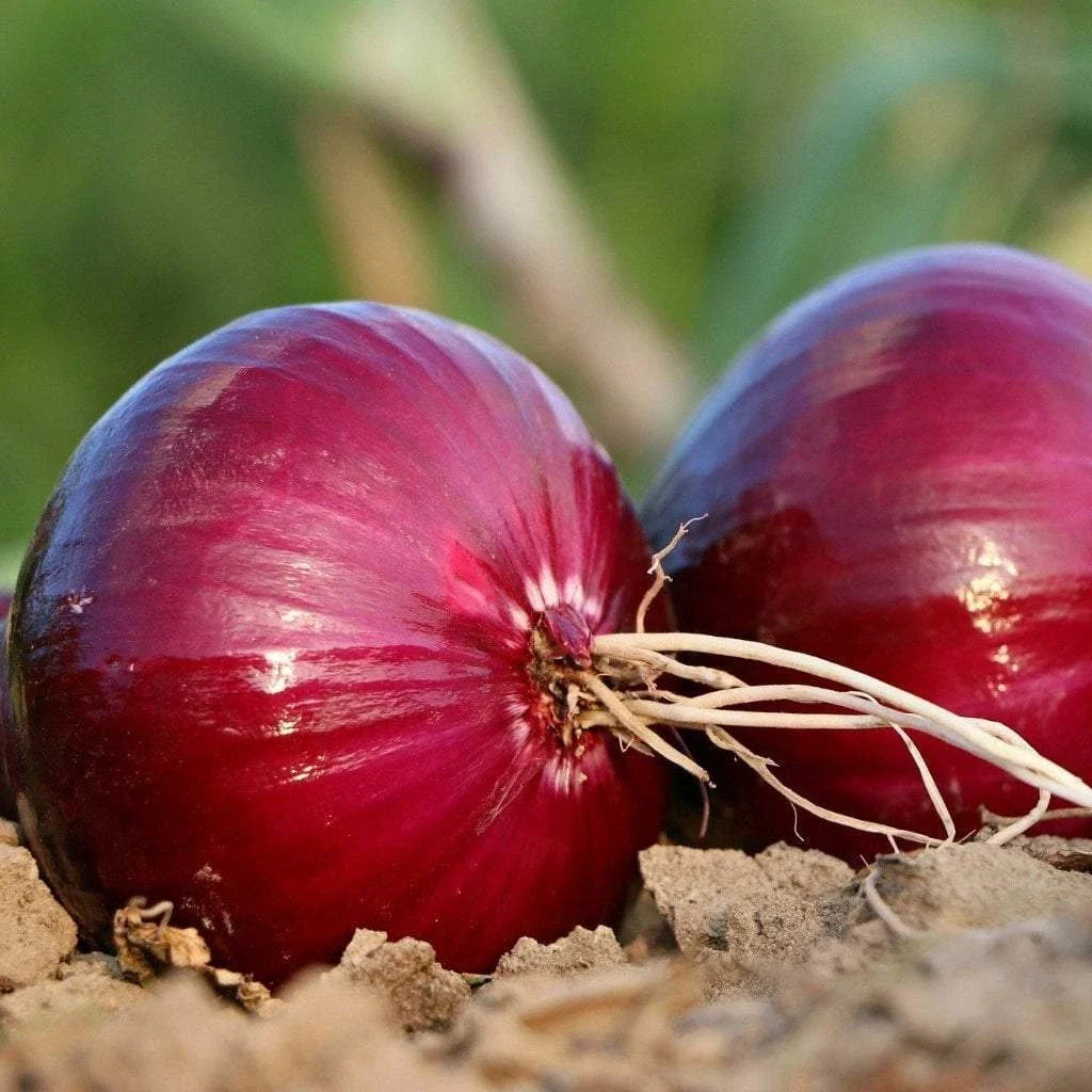 Red Creole Onion Seeds - NON-GMO Short Day Variety - Allium cepa Heirloom Vegetable Seeds for Garden