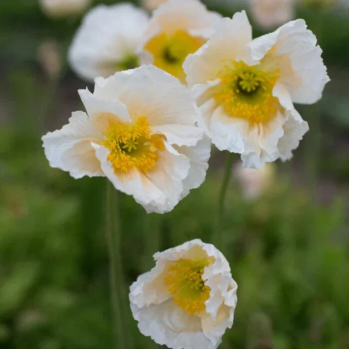 Iceland Poppy Seeds - White Bloom - Papaver nudicaule - Garden Flower Seeds - 200+ Pack