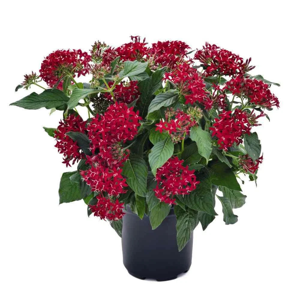 Pentas Seeds 100 Count Graffiti Bright Red Pentas lanceolata Vibrant Flowering Plants for Garden or Landscape