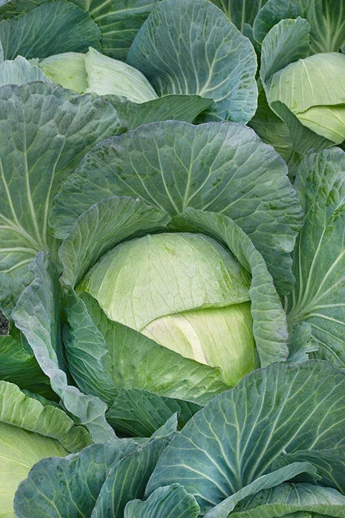 Cabbage Seeds - 600+ Heirloom NON-GMO Seeds for All Seasons | Home Garden