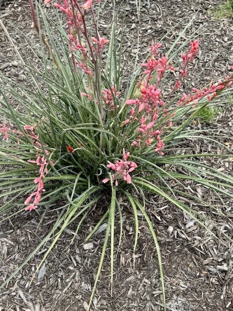 False Yucca Seedlings Coral Red Yucca Hesperaloe parviflora Drought-Tolerant Perennial Low Maintenance Plant