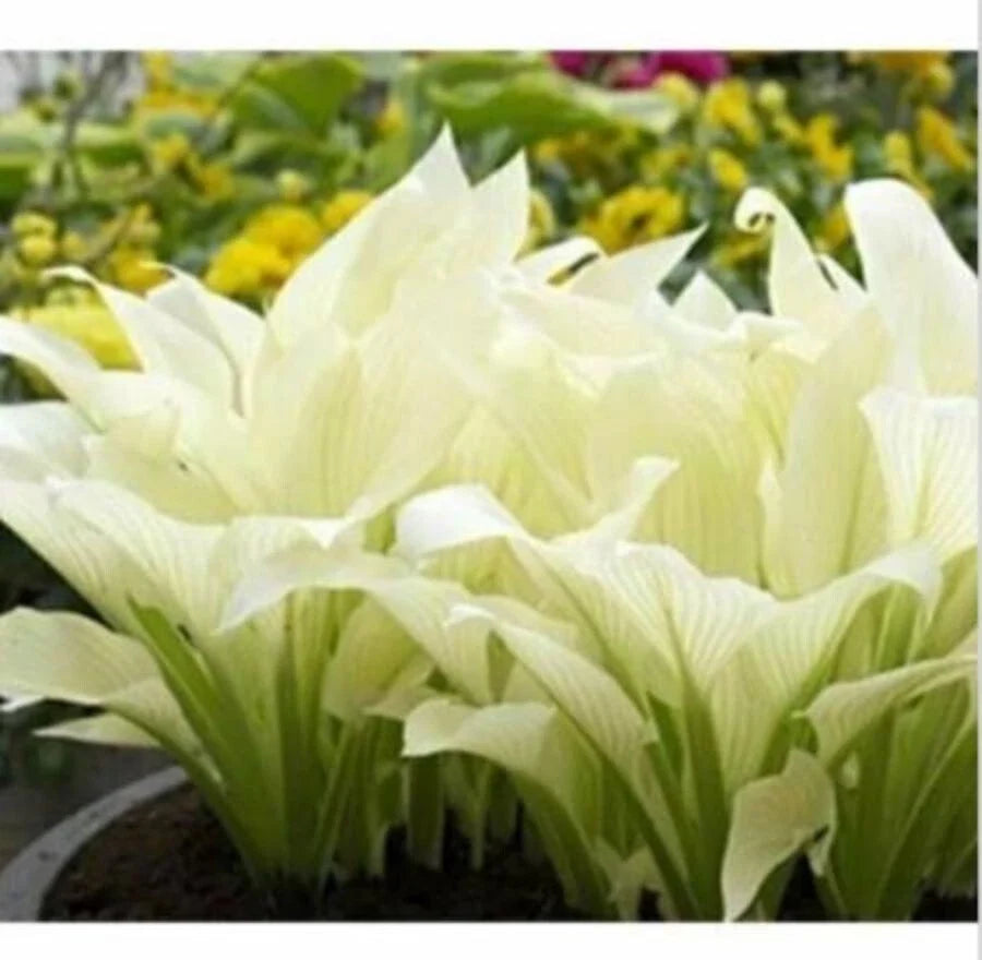 Hosta Plantaginea Seeds - 20pcs Fragrant White Lace Flowers for Shade Gardens, Plantain, Fire and Ice Variety