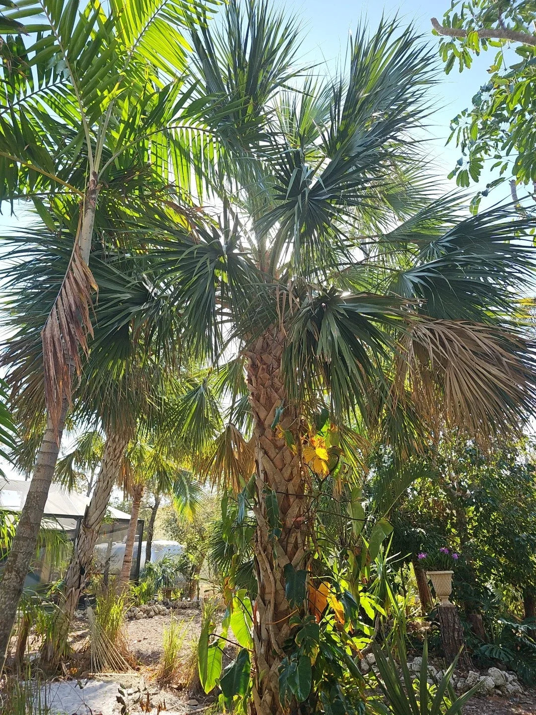 2pc Live Sabal Texas Palmetto Palm Tree Seedlings - Florida Grown Cabbage Palm Sabal minor for Landscaping