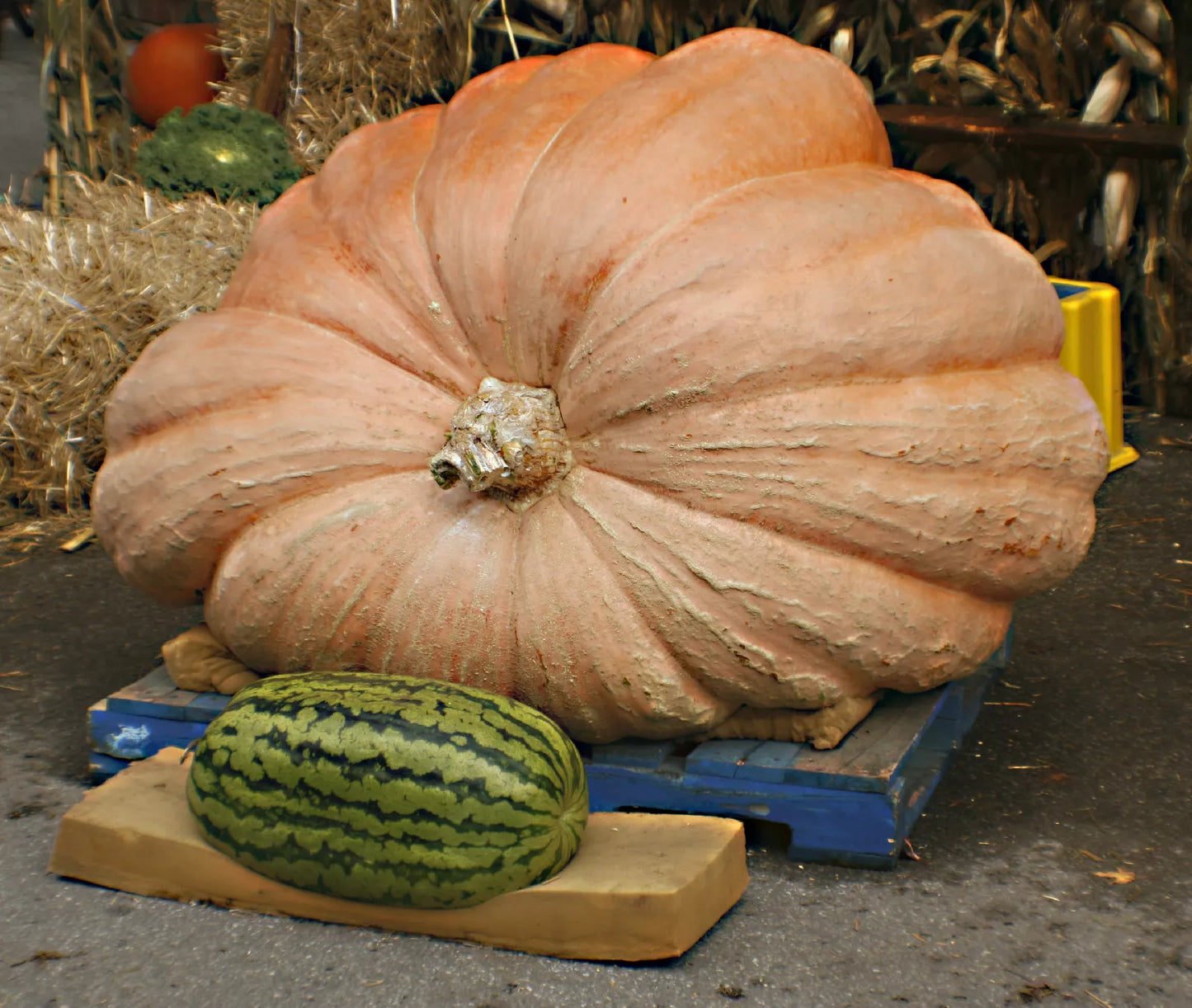 15 Seeds Pumpkin Dill's Atlantic Giant - Heirloom Cucurbita maxima Seeds - GroCo USA