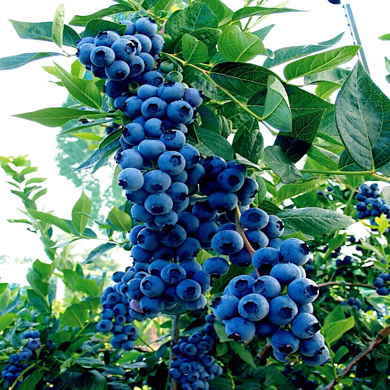Blueberry Tree Seeds - Southern Highbush Variety - Cold Hardy Vaccinium corymbosum Fruit Plant for Garden