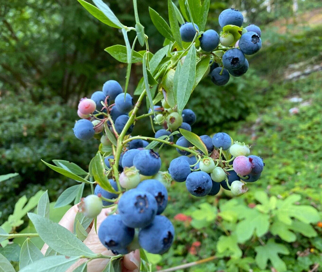 Evergreen Blueberry Plant Cuttings - 4 Pack with Red Fall Color and Abundant Berries