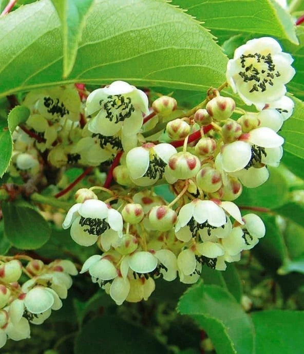 Kiwi Meader Male Pollinator Live Rooted Starter Plant – Actinidia deliciosa, Fragrant Flowers, Climbing Vine, Zones 3-9