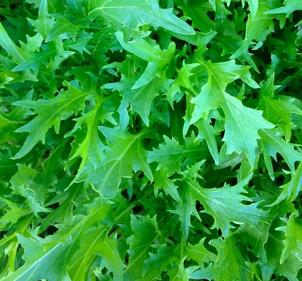 Mizuna Mustard Seeds 300+ Count - Asian Culinary Microgreens Brassica rapa var. nipposinica