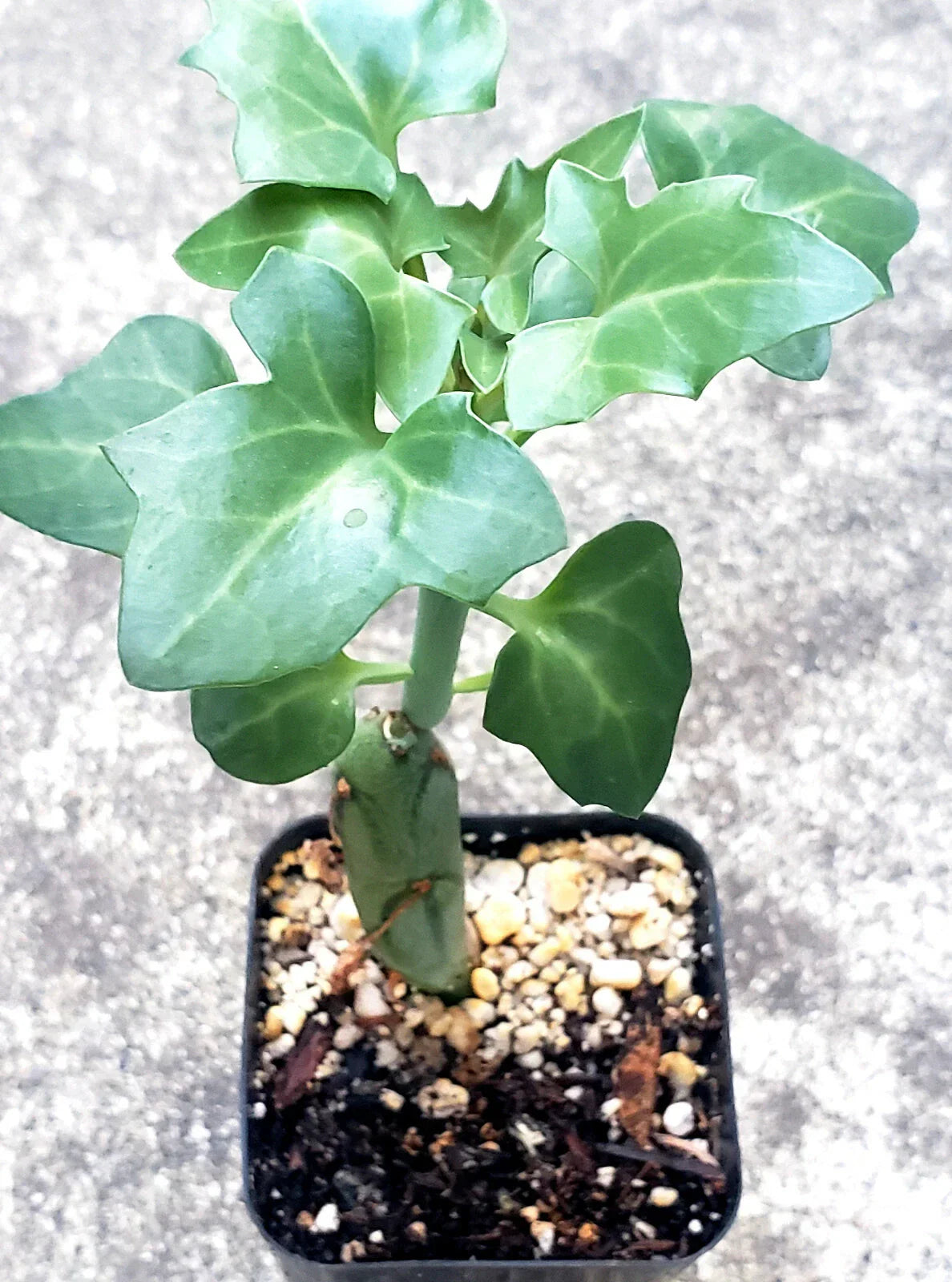 Senecio Articulatus Candle Plant - 2.5" Potted Rare Succulent