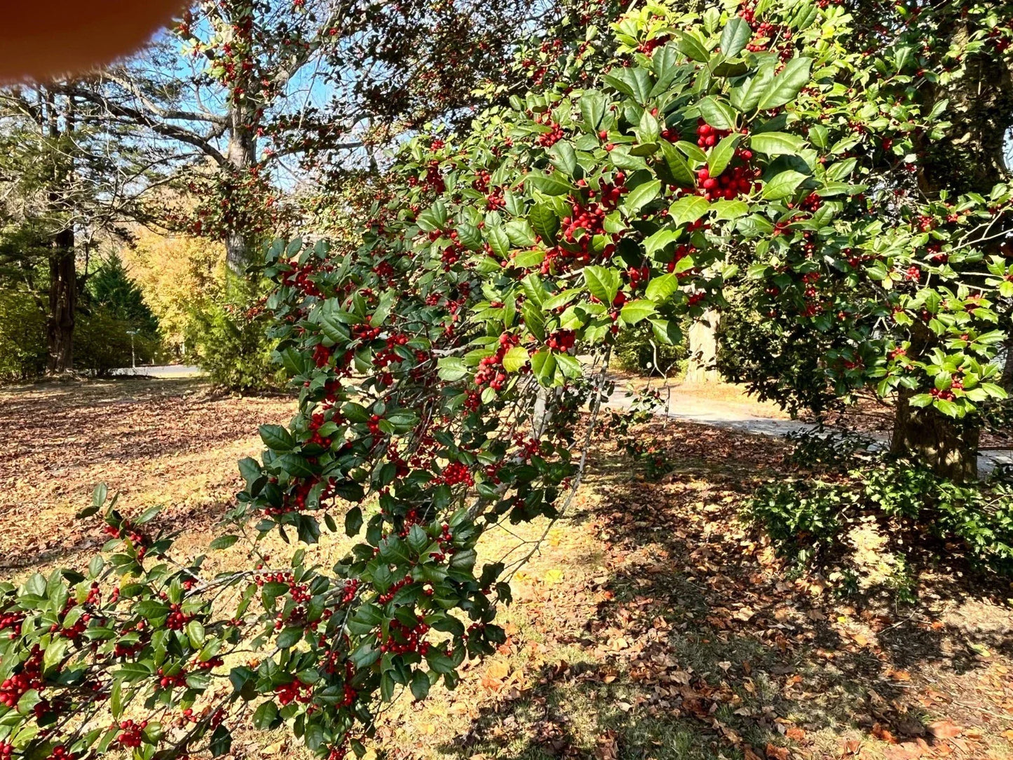 American Holly Tree Cuttings (Ilex opaca) - 10 Hardy Native Shrub Plants for Virginia Landscaping