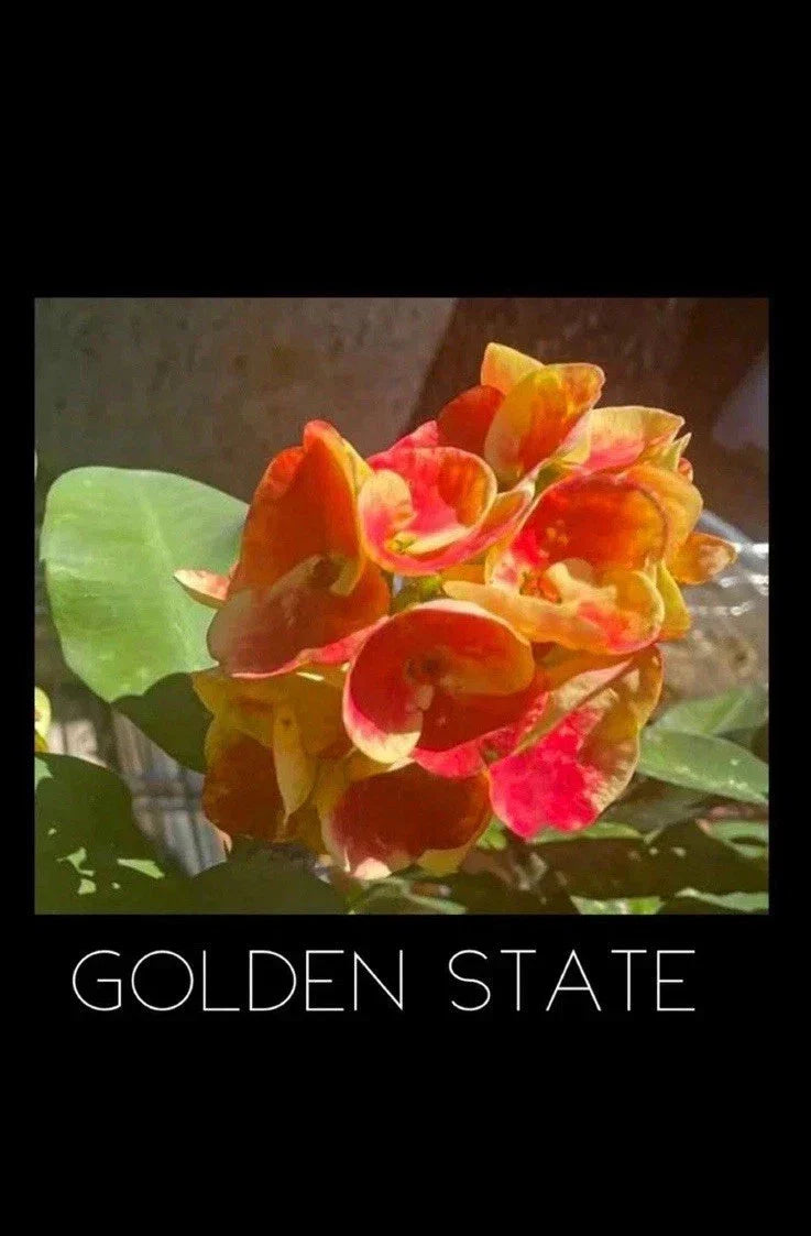 Crown of Thorns Plant - Golden State Variety Rooted Euphorbia Milii with Vibrant Yellow and Red Bracts