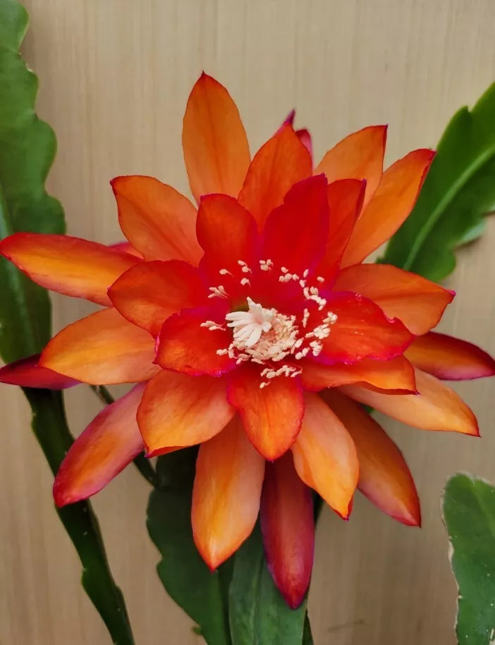 Orange Orchid Cactus Epiphyllum Oxypetalum - 2 Plants in 4-Inch Pots, Night-Blooming Fragrant Flowers
