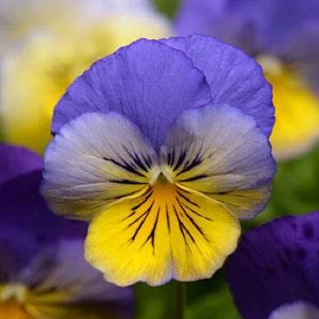 15 Pansy Seeds - Cool Wave Morpho Trailing Viola x wittrockiana for Hanging Baskets & Containers