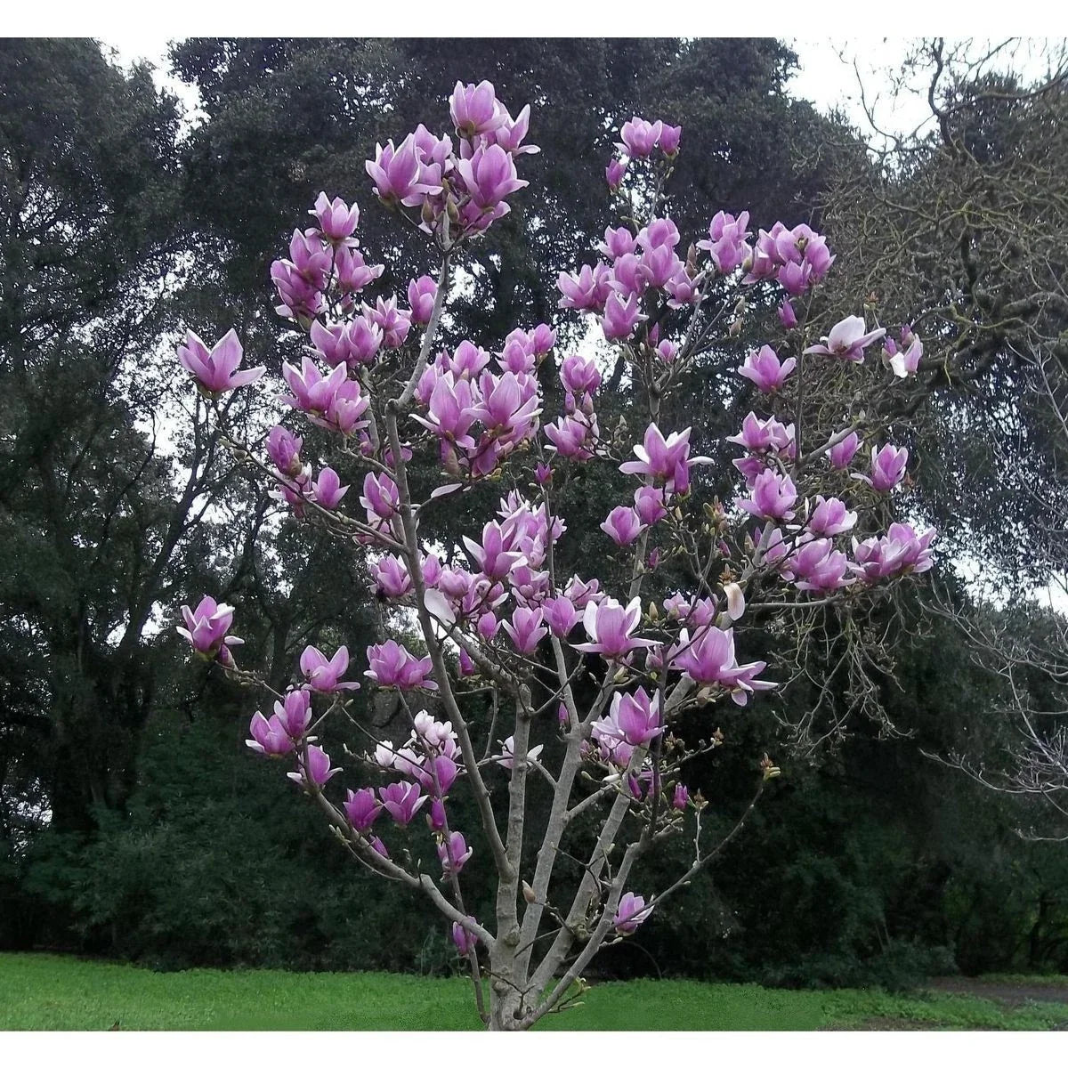 Purple Magnolia Seeds - 5 Pack - Fragrant Magnolia liliiflora for Garden Beds & Borders